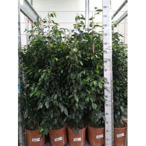 Ficus benja. 'Danielle'
