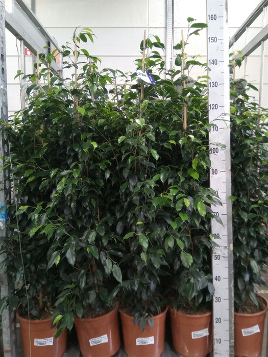 <h4>Ficus benja. 'Danielle'</h4>