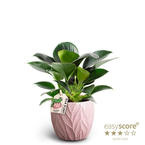 PHILODENDRON ERUBESCENS P10 LEAF ROSE