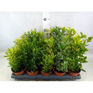 Euonymus japon.   ...mix