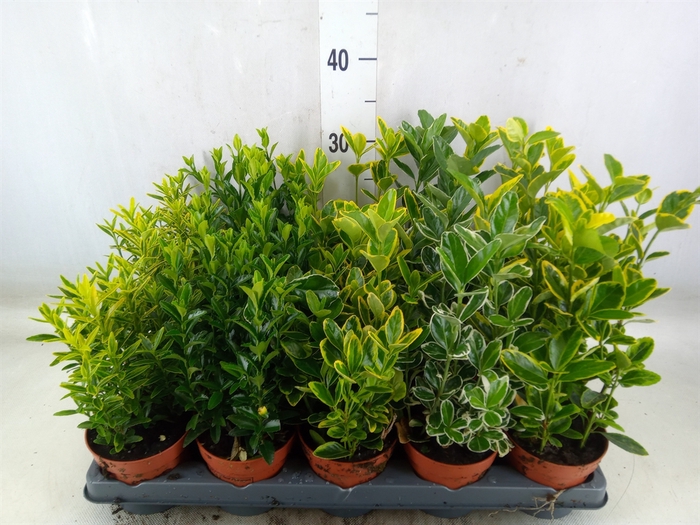 <h4>Euonymus japon.   ...mix</h4>