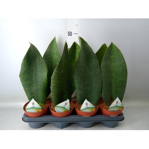 Sansevieria grandis