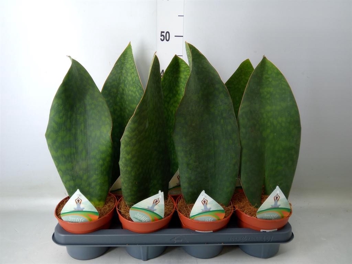 <h4>Sansevieria grandis</h4>