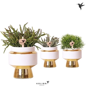 Kolibri Greens Rhipsalis mix in Le Chic pot gold