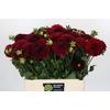 Dahlia Cognac Brandy