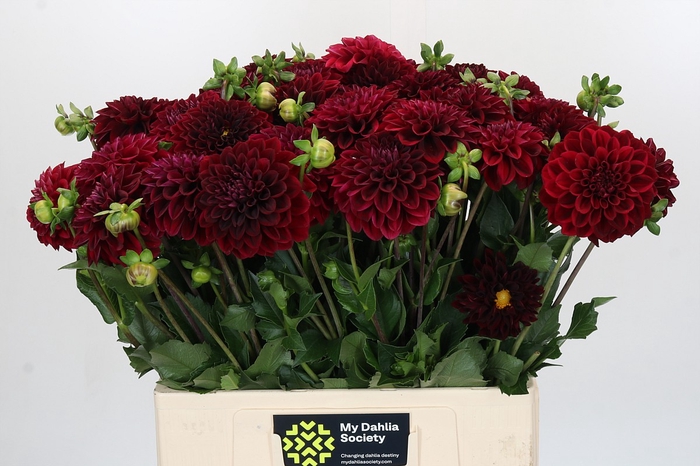 <h4>Dahlia Cognac Brandy</h4>