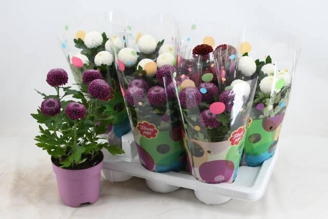 <h4>CHRYS FP GEM</h4>