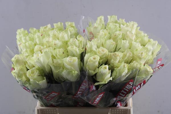 <h4>R Gr Athena L40</h4>