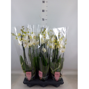 Phalaenopsis  'Ant Inverness'