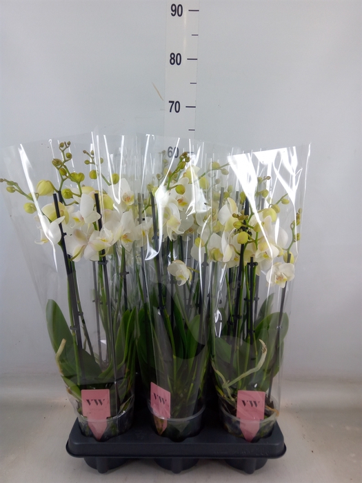<h4>Phalaenopsis  'Ant Inverness'</h4>
