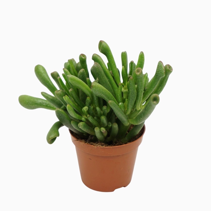 <h4>Crassula ovata 'Gollum'</h4>