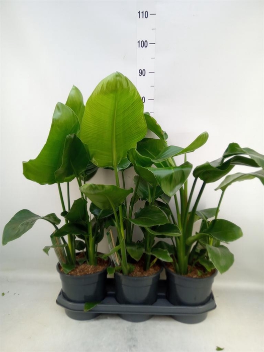 <h4>Strelitzia nicolai</h4>