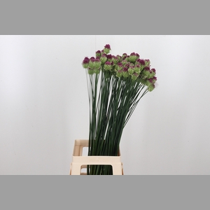 Allium Sphaerocephal (kogel)