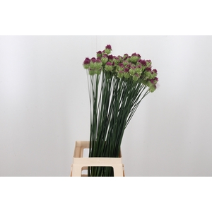 Allium Sphaerocephal (kogel)