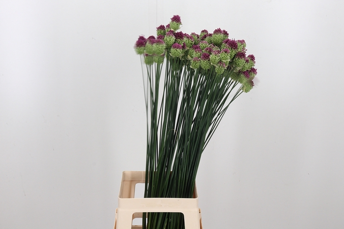 <h4>Allium Sphaerocephal (kogel)</h4>