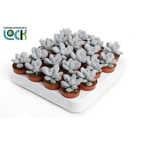 <h4>Pachyphytum Oviferum</h4>
