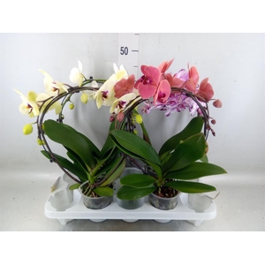 Phalaenopsis   ...