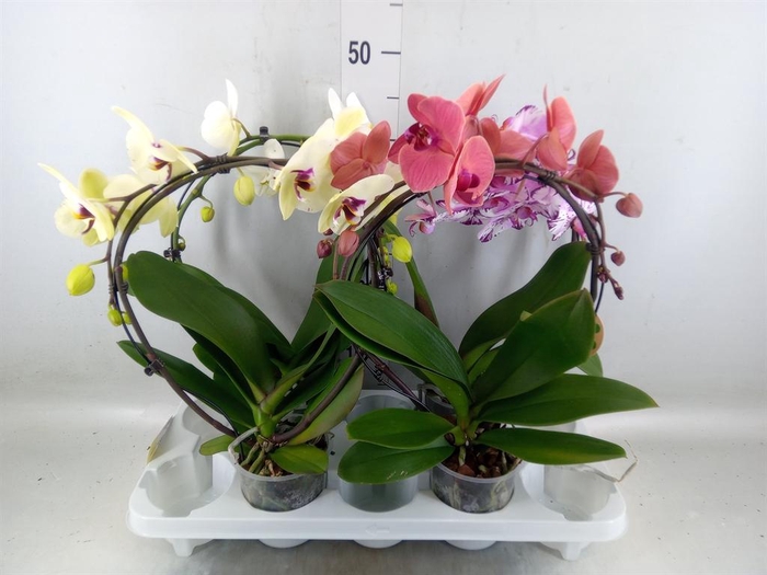 <h4>Phalaenopsis   ...</h4>