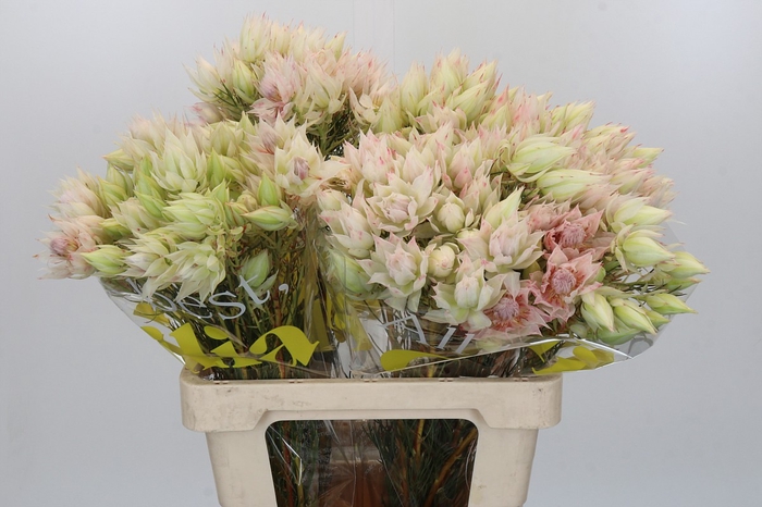 <h4>Blushing Bride 10+ Flowers</h4>