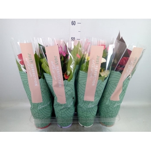 Anthurium   ...mix