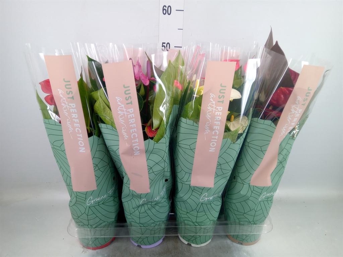 <h4>Anthurium ...mix</h4>