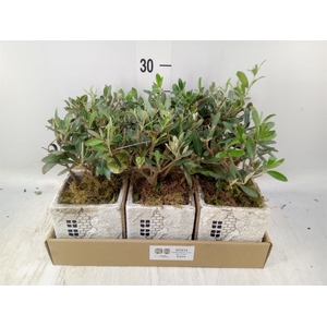 Arr.   Kamerplant Groen L%
