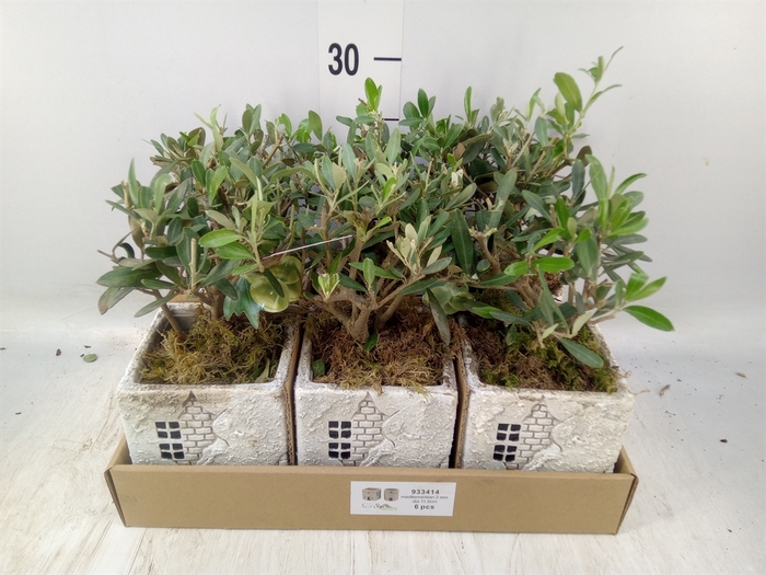 <h4>Arr.   Kamerplant Groen L%</h4>