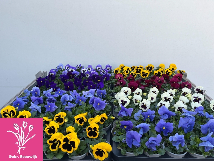 <h4>VIO F1 HYBR MIXK</h4>