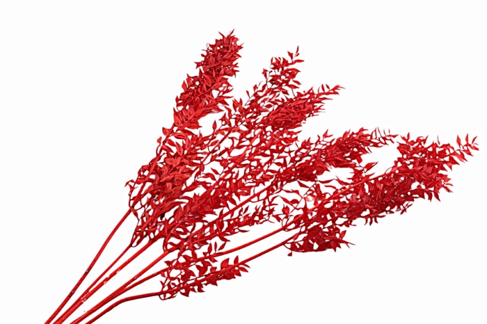 <h4>Ruscus Preserved Red</h4>