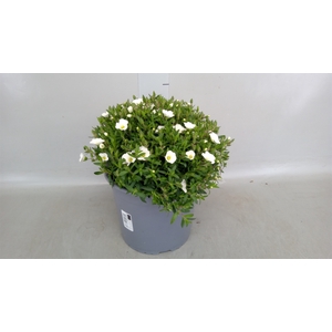 Arenaria montana