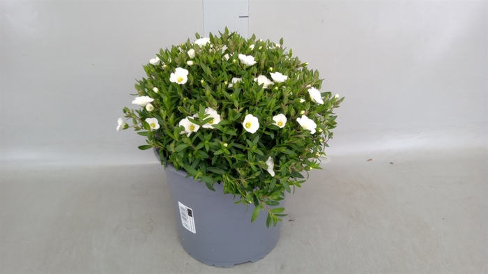 <h4>Arenaria montana</h4>
