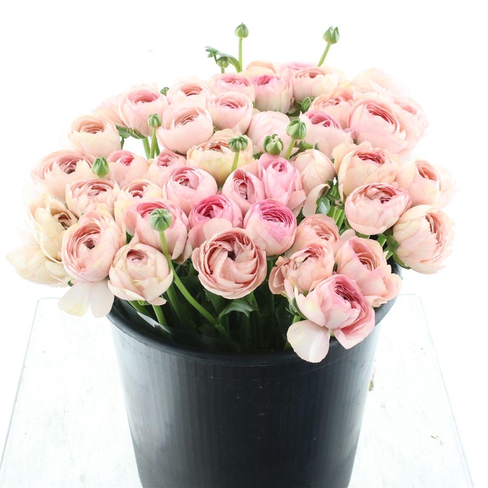 <h4>Ran Su Sr Nuance Extra</h4>