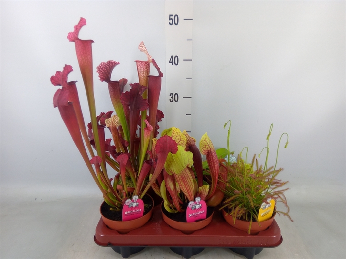 <h4>Vleesetende planten</h4>