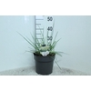 Cortaderia overig Minipampas Hard Groen