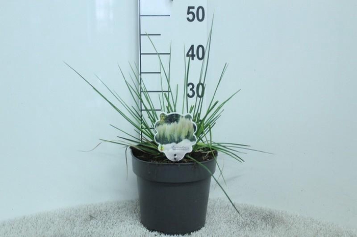 Cortaderia overig Minipampas Hard Groen