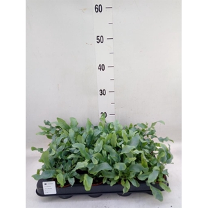 Phlebodium aureum 'Blue Star'