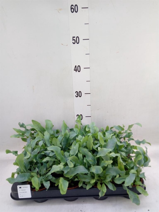 <h4>Phlebodium aureum 'Blue Star'</h4>