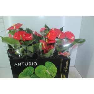 ANTHURIUM MICHIGAN P17 PREMIUM
