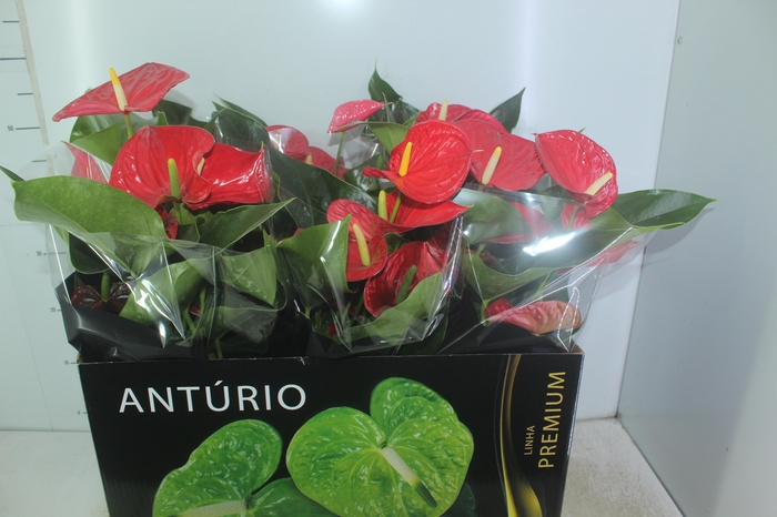 <h4>ANTHURIUM MICHIGAN P17 PREMIUM</h4>