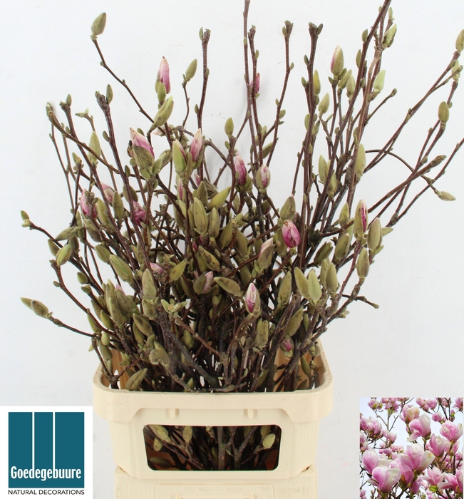 <h4>MAGNOLIA OV</h4>