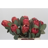 Protea Grandiceps