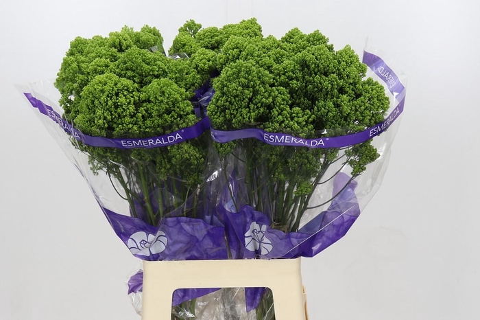 <h4>Trachelium Jade</h4>