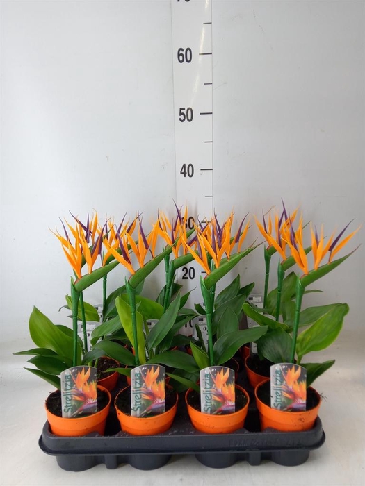 <h4>Arr. Strelitzia L%</h4>