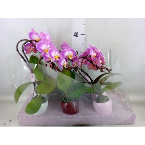 Phalaenopsis   ...