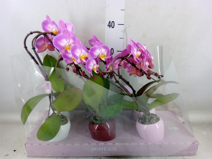<h4>Phalaenopsis   ...</h4>