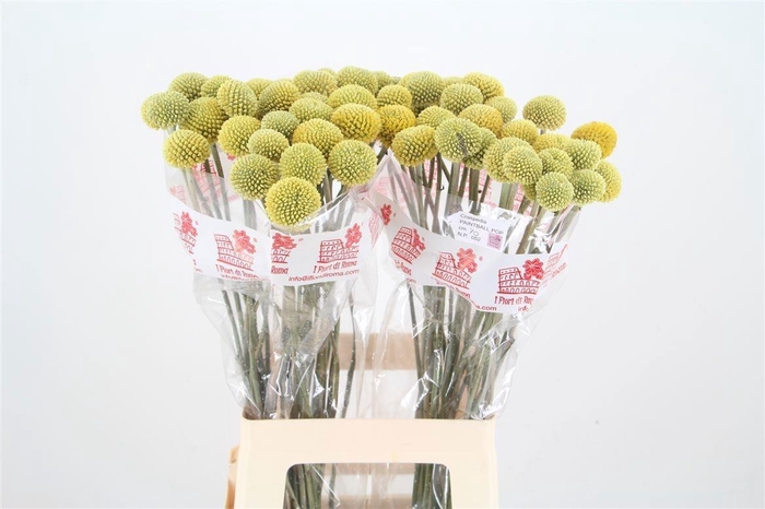 <h4>CRAS PAINTBALL POP</h4>