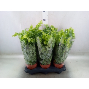 Phlebodium aureum 'Davana'