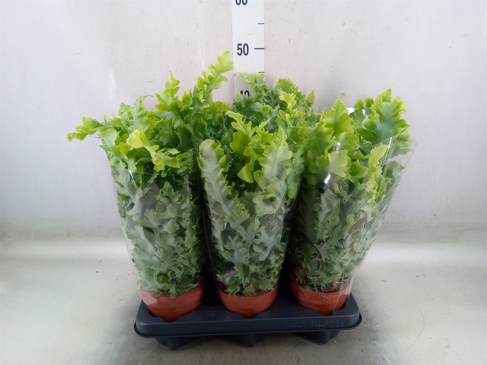 <h4>Phlebodium aureum 'Davana'</h4>