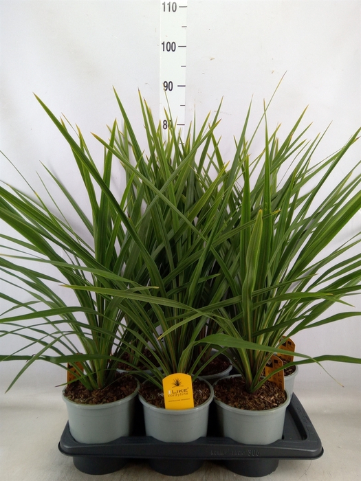 <h4>Cordyline indivisa 'Peko'</h4>