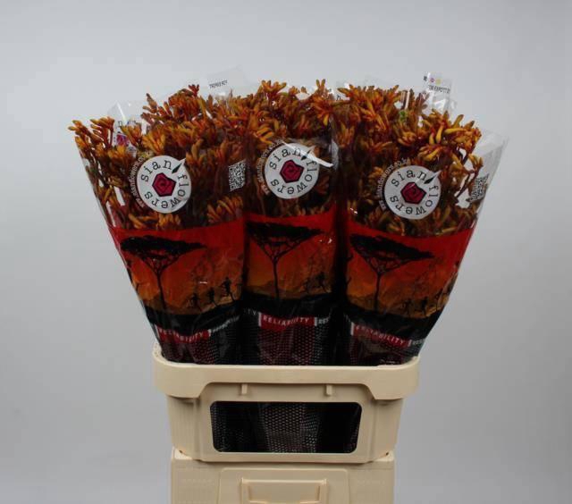 <h4>ANIGOZ GOLD FEVER</h4>